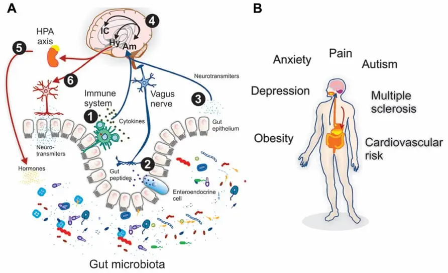 Relación intestino cerebro https://doi.org/10.3389/fnint.2013.00070